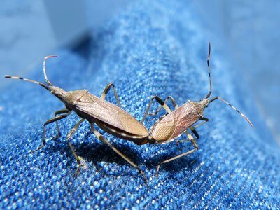Cerambycidae insect breeding insects mating