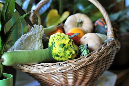 Autumn decoration vegetables colorful