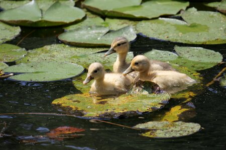 Water bird duck bird young birds