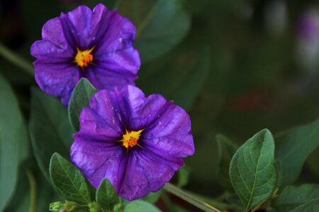 Violet garden blooming photo