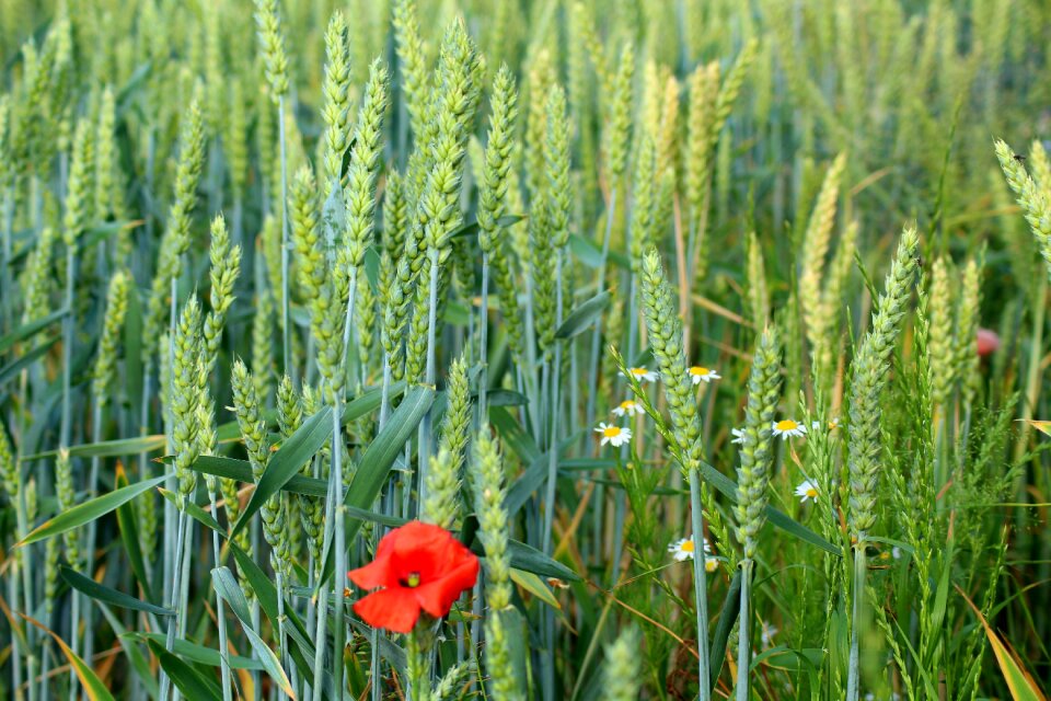 Field plants spring