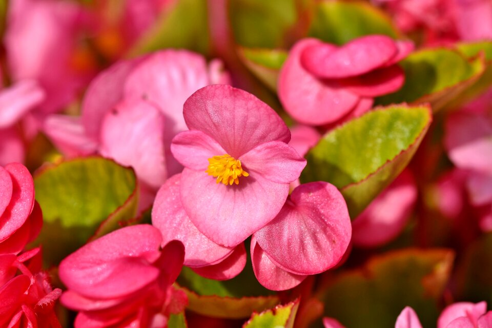 Balcony plant shrub begonia bedding plant