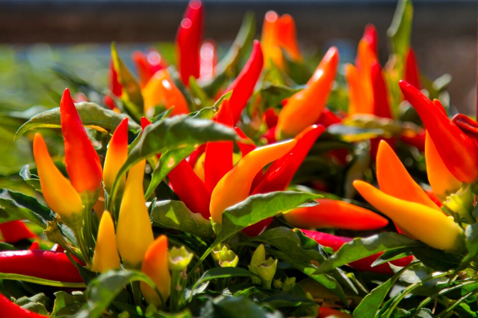 Plant red yellow