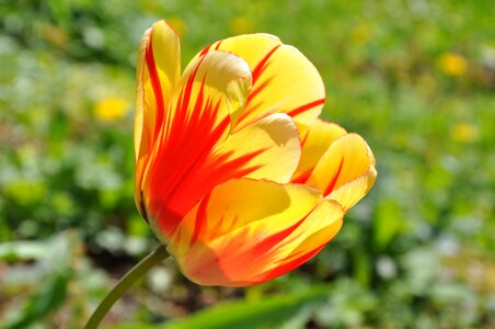 Tulip orange red photo