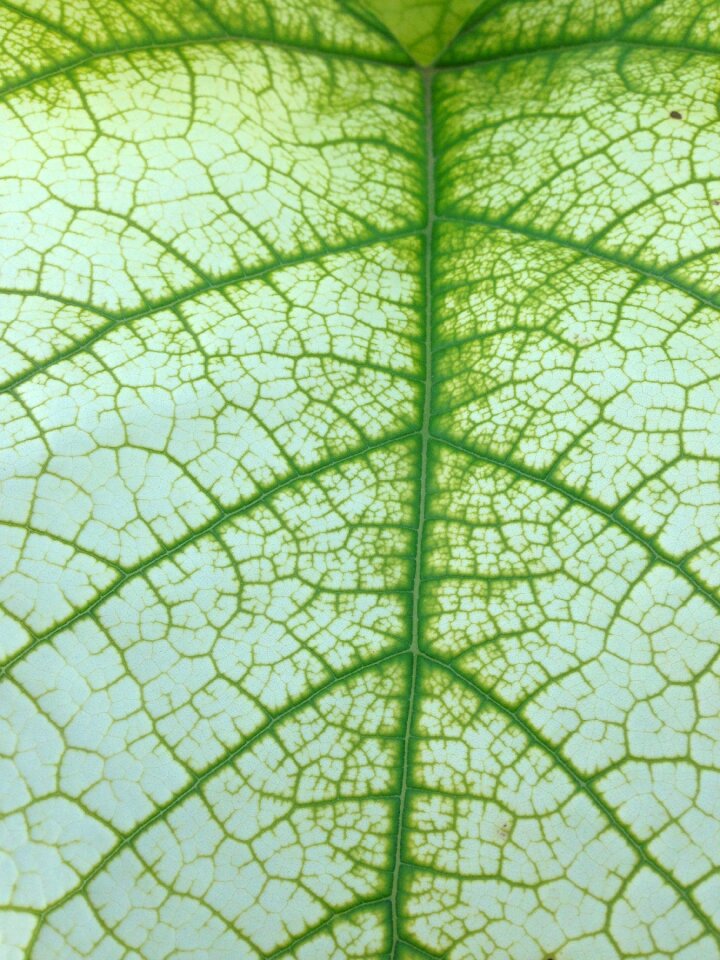 Plant capillary nature