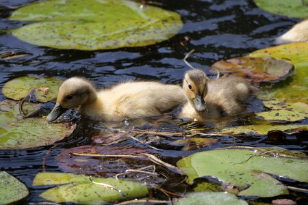 Swim young duck chicks