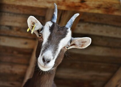 Horns livestock domestic goat photo