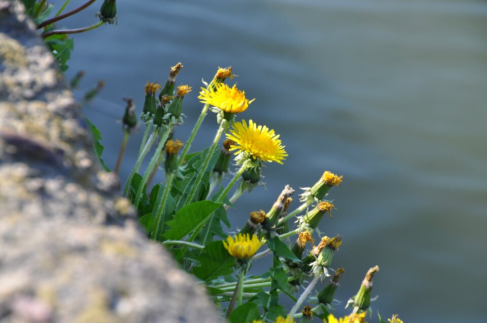 Wild herbs water flower