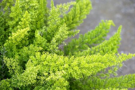 Green garden nature