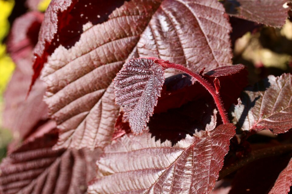 Red leaves close up hazelnut tree