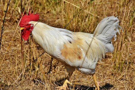 Cockscomb chicken gockel photo