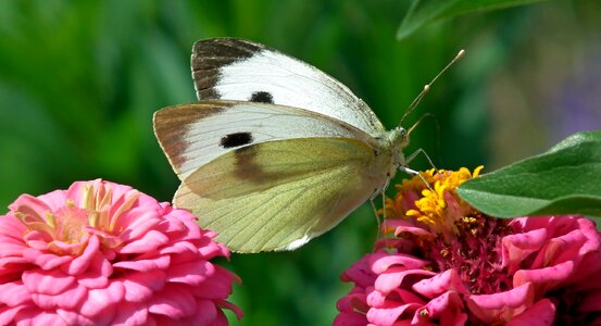 Tin wings colorful photo