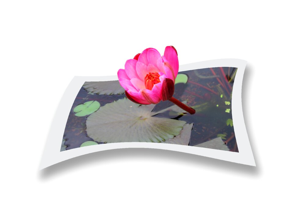 Natural plant buddhism