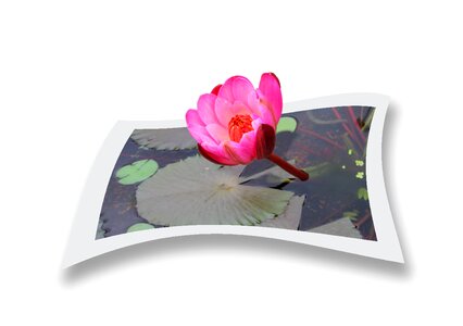 Natural plant buddhism
