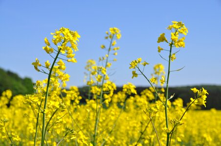 Field of rapeseeds nature rape blossom photo