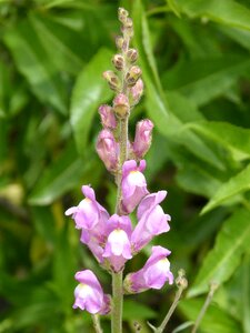 Conillets flower plant