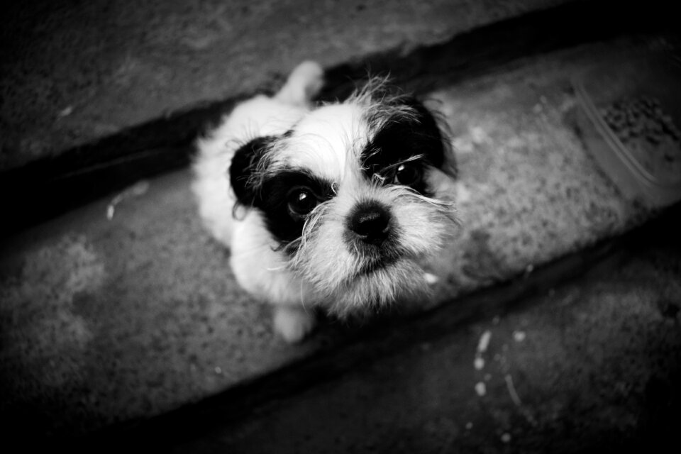 Pets friend education