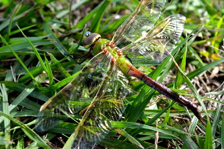 Insect micro dragonfly wing
