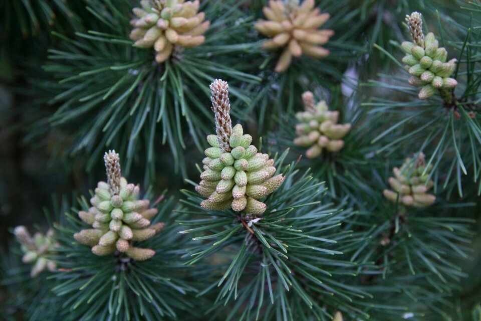 Tree needles foliation