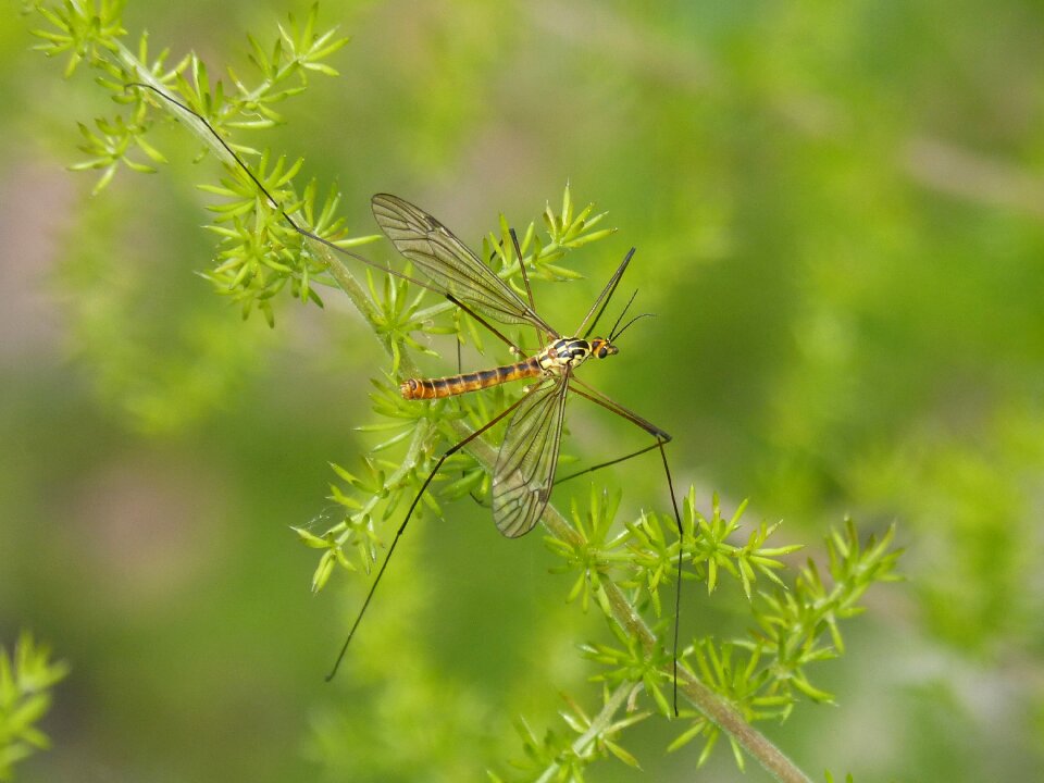 Insect detail nature