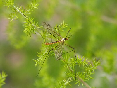 Insect detail nature