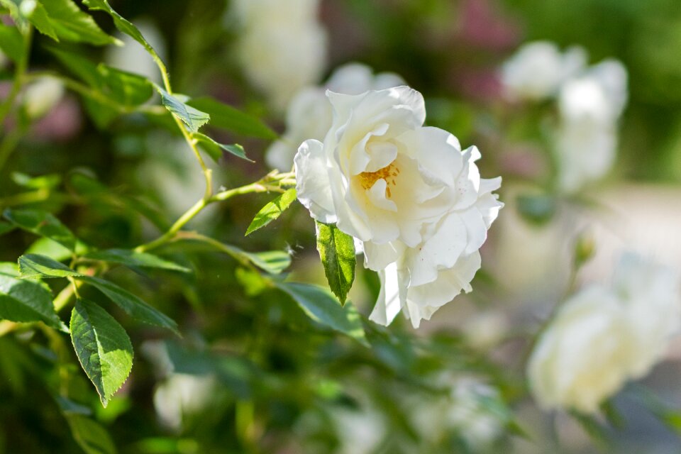 Romance garden plant
