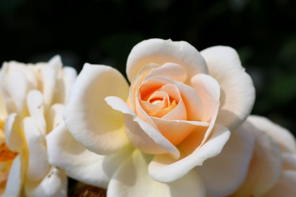 Bloom romantic rose bloom