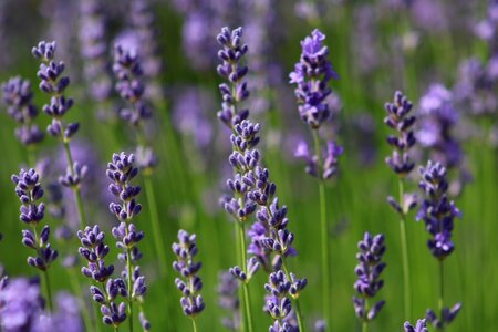 Violet true lavender garden photo