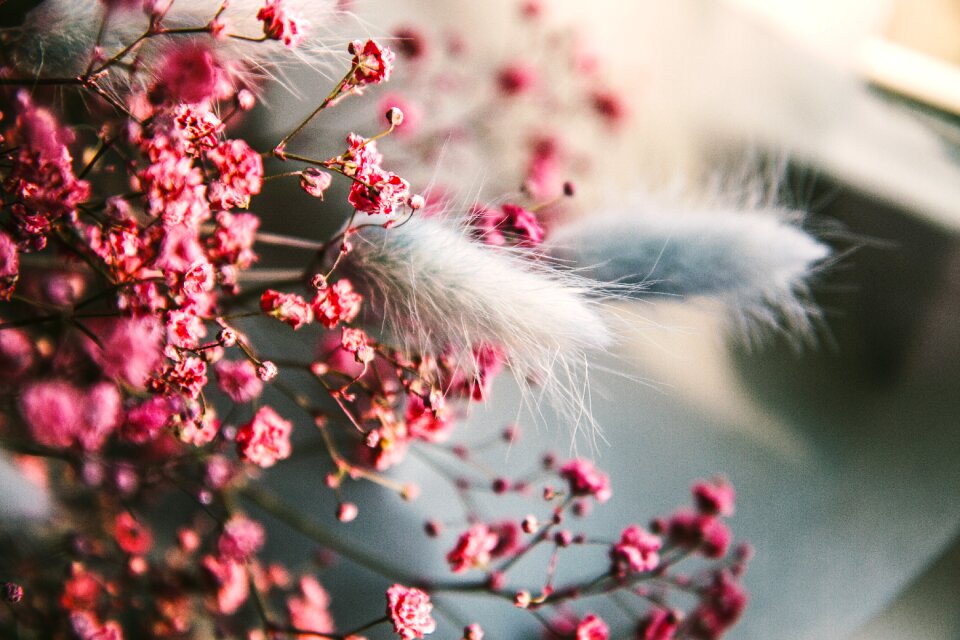 Botany color pink
