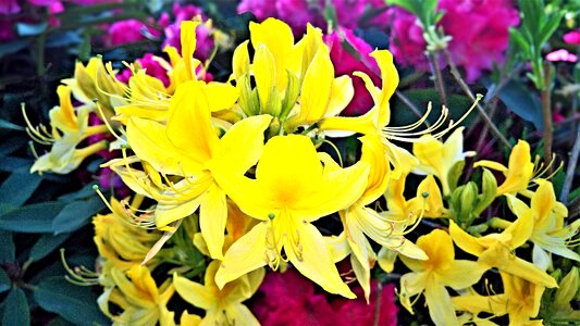 Spring ornamental shrub yellow flowers photo