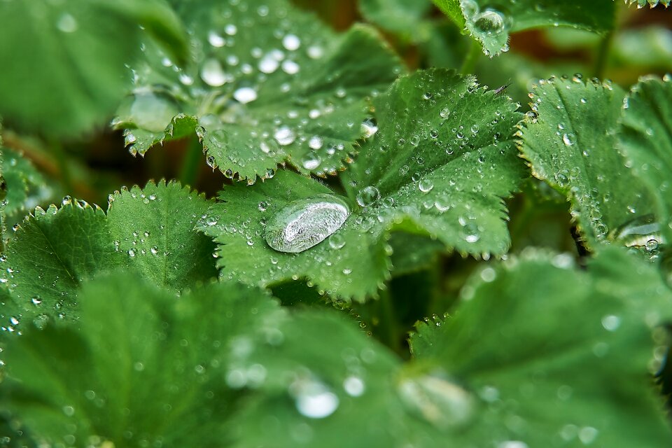 Drip raindrop ground cover