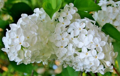 Spring lilac flower lilac branch photo