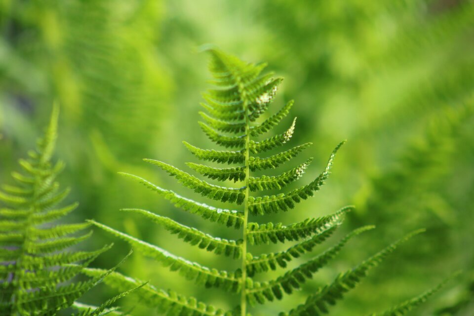 Nature leaves close