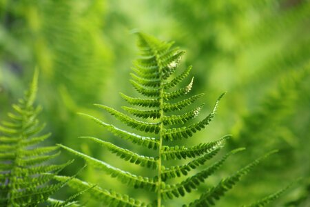 Nature leaves close