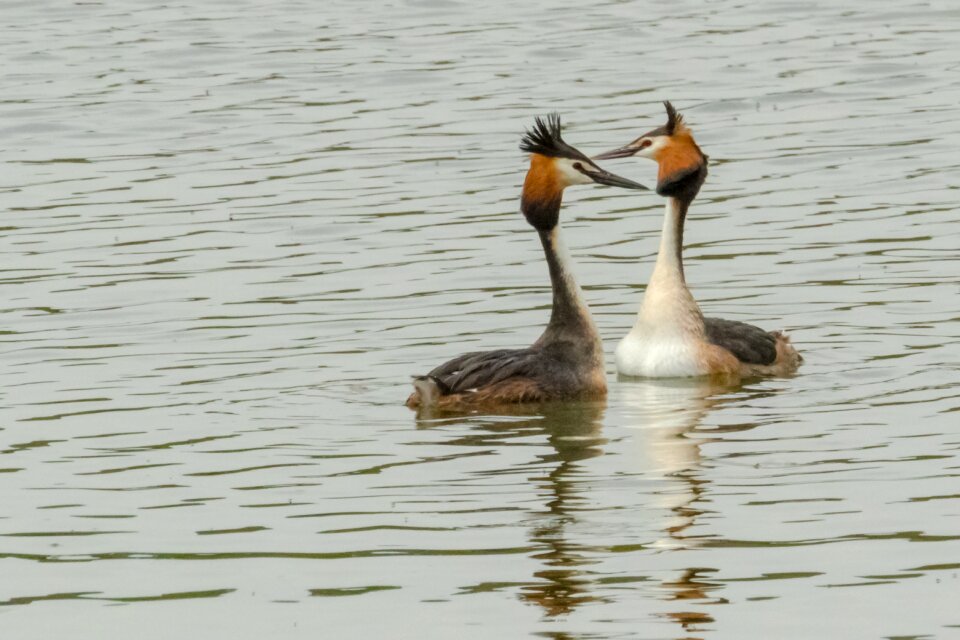 Manzanares grebe birding