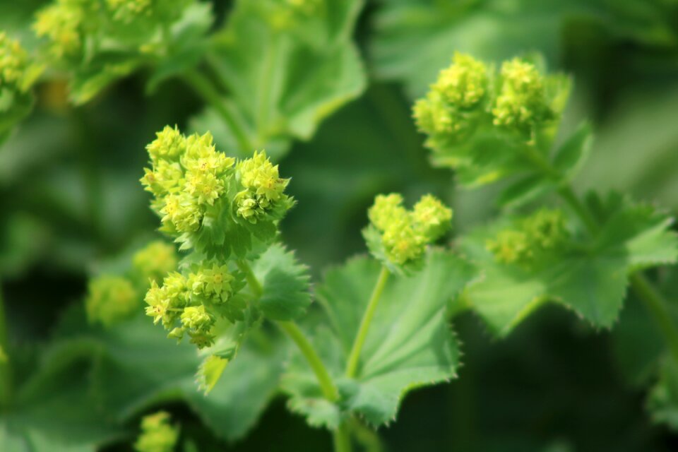 Nature plant close up