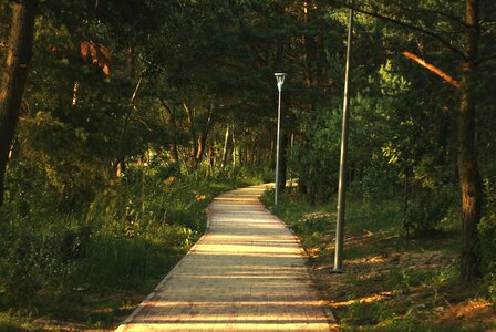 Park the path nature photo