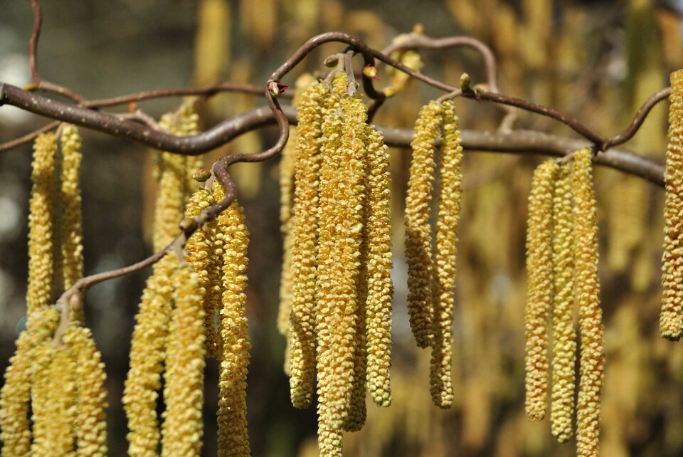 Agriculture season food