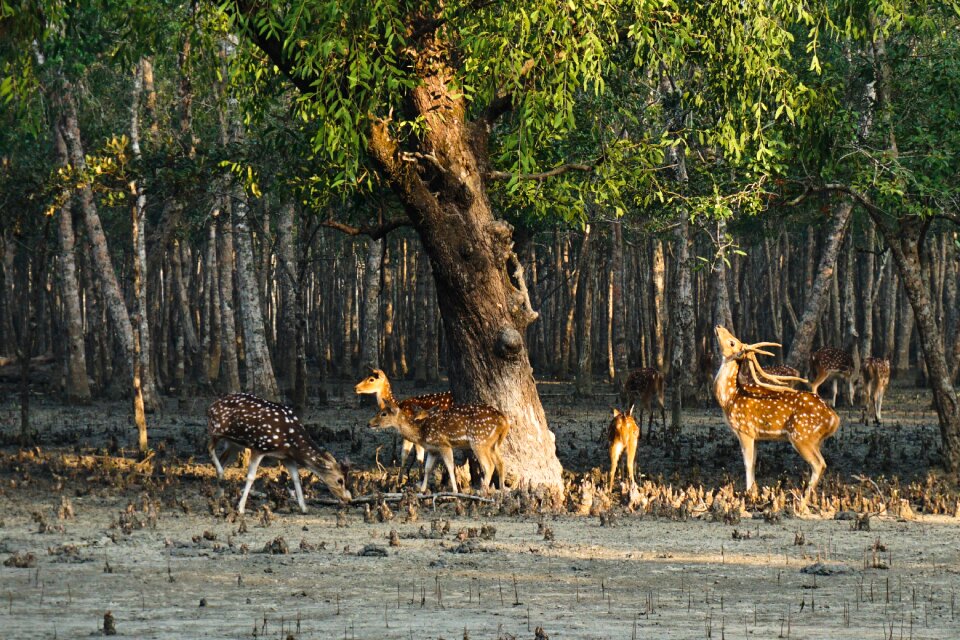 Sundarban life tourism