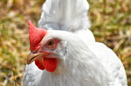 Feather farm animal animal world