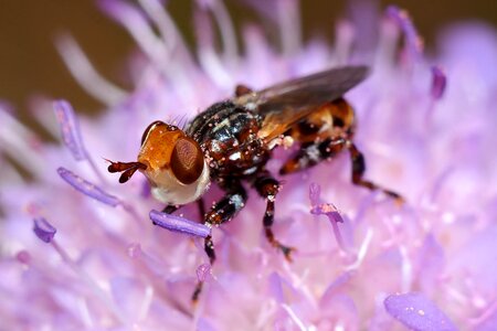 Macro closeup nature