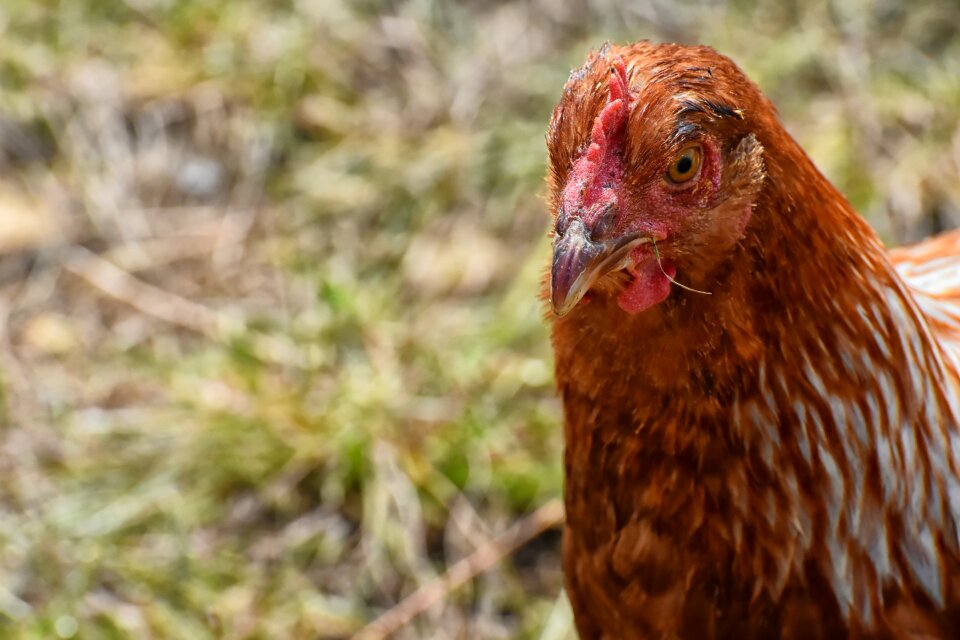 Feather farm animal animal world