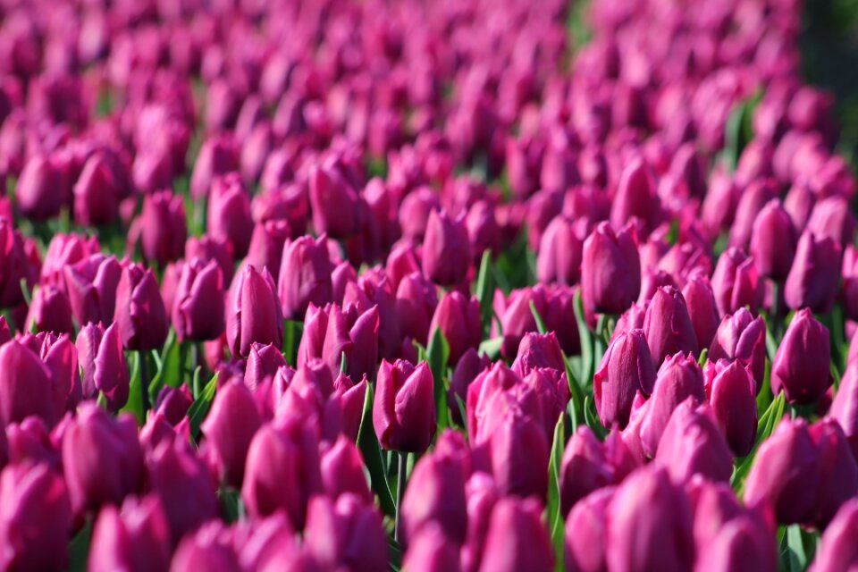 Purple violet tulip field