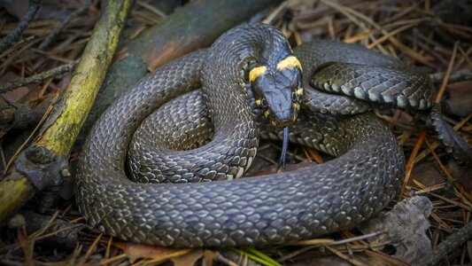 Non-hazardous snakes nature