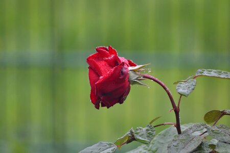 Rose bloom red rose garden rose