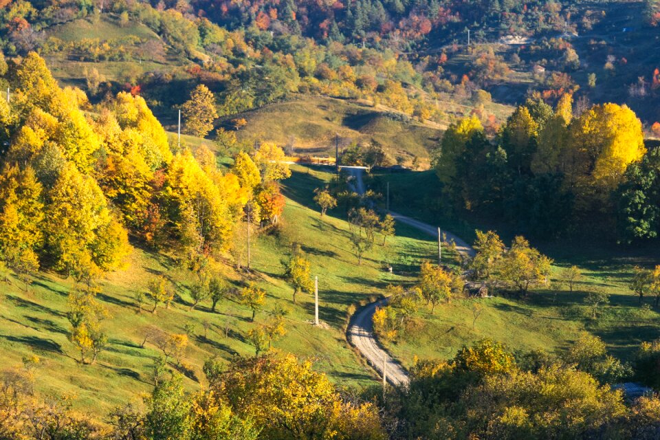 Nature trees grassland