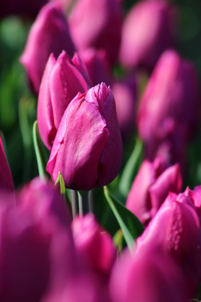 Purple violet spring