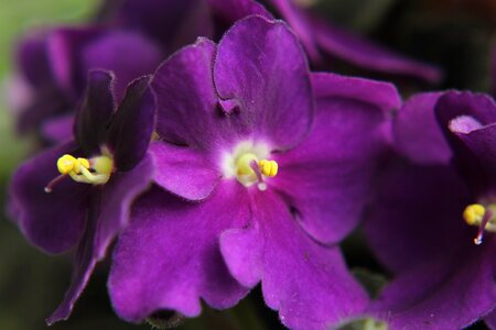 Indoor plant home flower plant