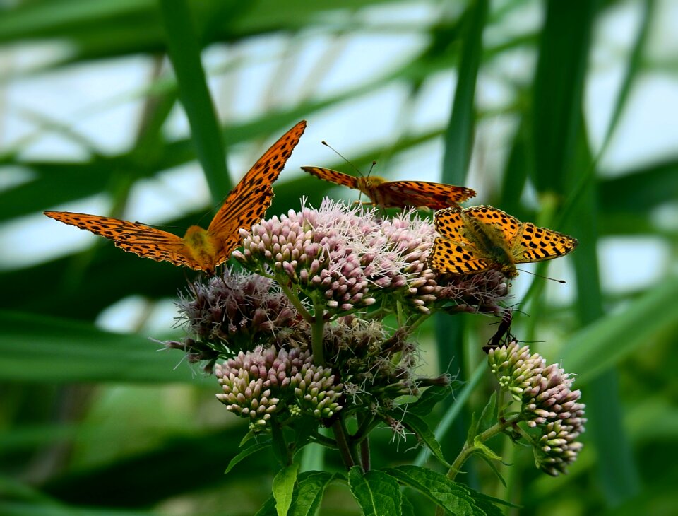 Nature insect animals