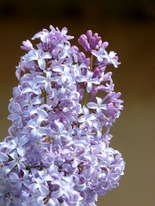 Plant nature lavender